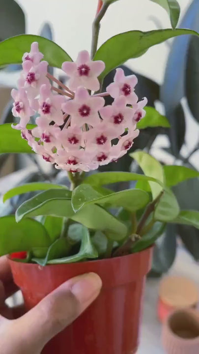 4” Hoya Krinkle | String Plants | Live Plant | House Plant