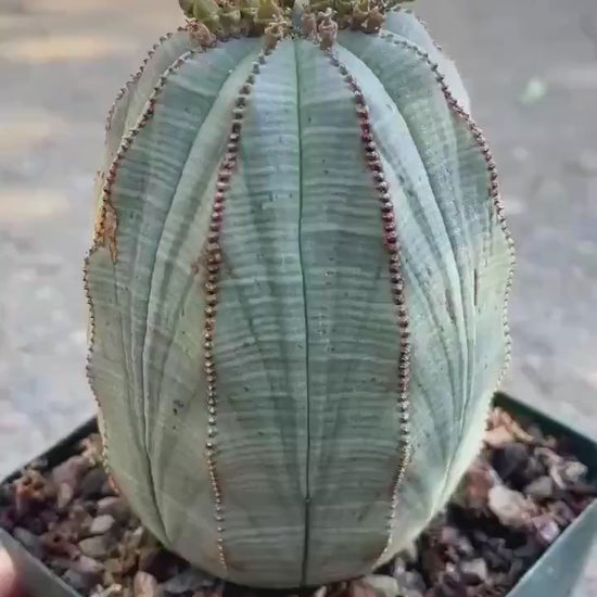 Old Large Euphorbia Obesa | Baseball Cactus | Live Cactus