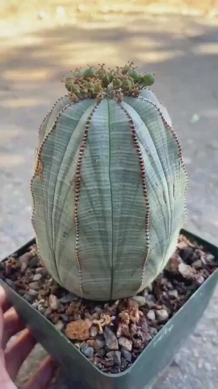 Old Large Euphorbia Obesa | Baseball Cactus | Live Cactus