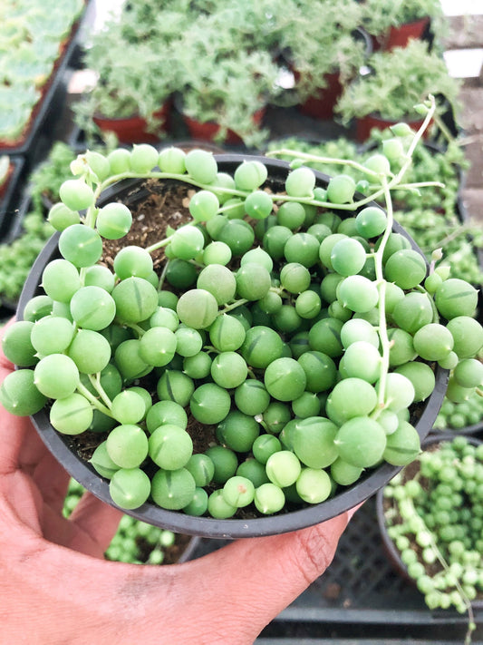 String of Pearls, Senecio Rowleyanus