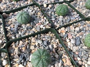Euphorbia Obesa, Baseball Cactus