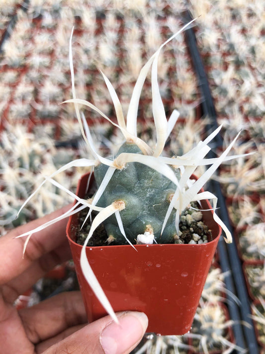 2” Tephrocactus Articulatus, Paper Spine Cactus