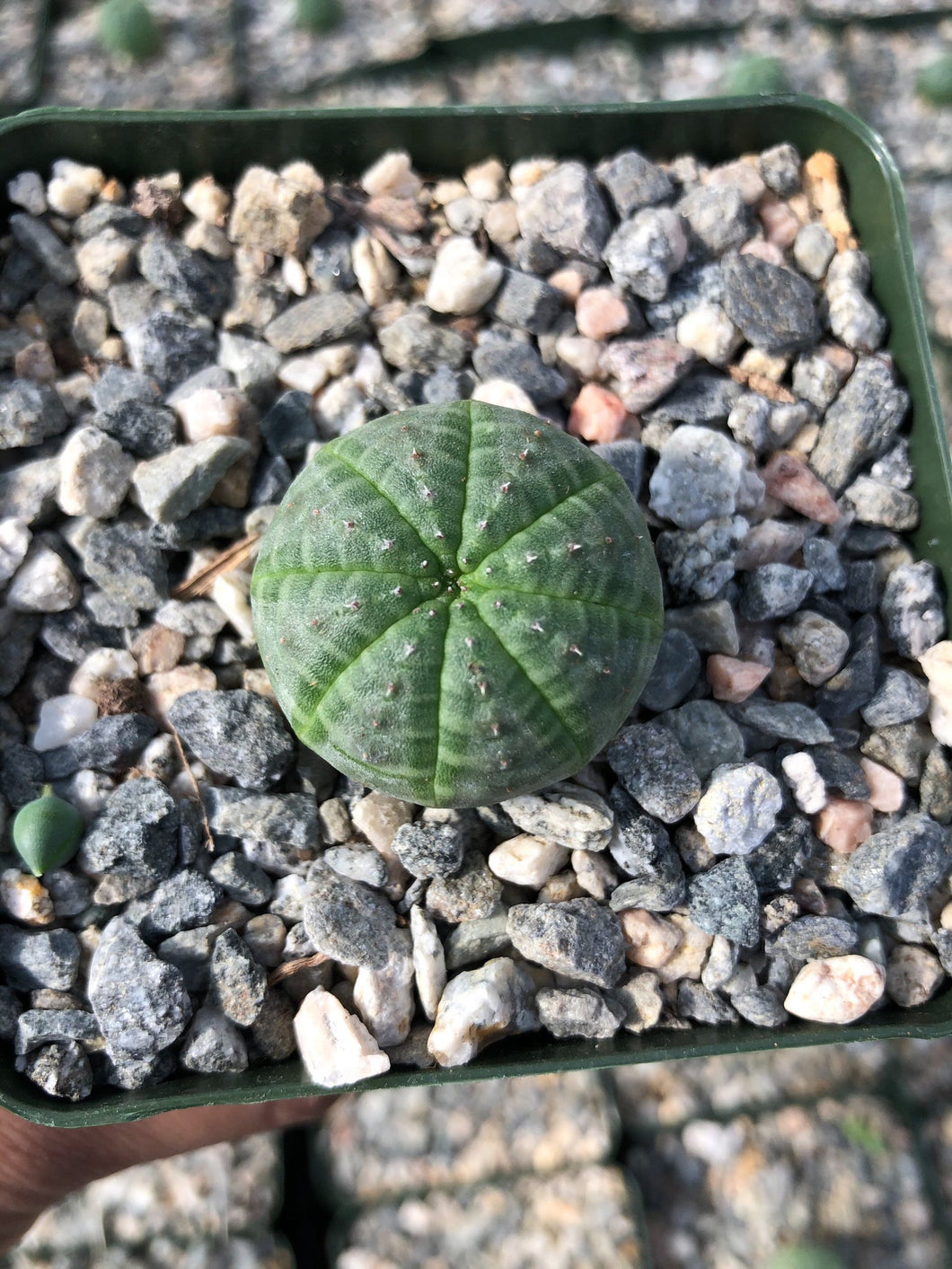 Euphorbia Obesa, Baseball Cactus