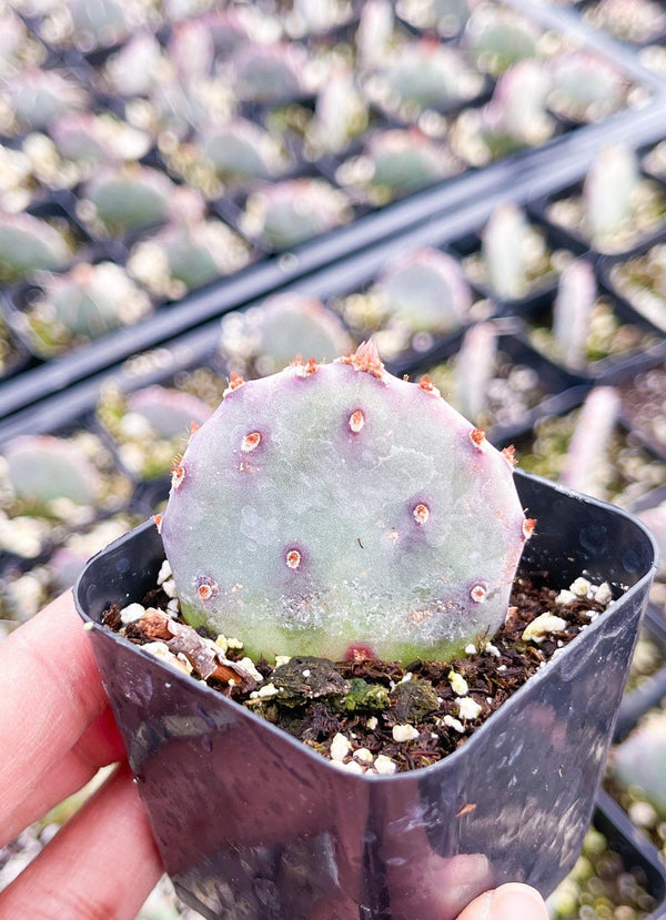 2” Prickly Pear Cactus I Santa Rita I Live Cactus