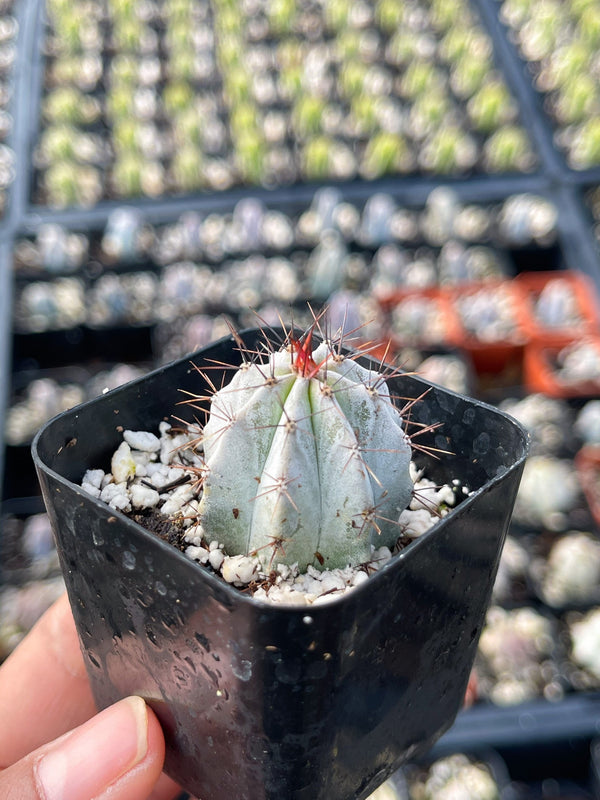 2” Stenocereus griseus Cactus