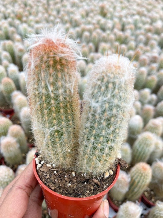 Old Man Cactus I Set of 2