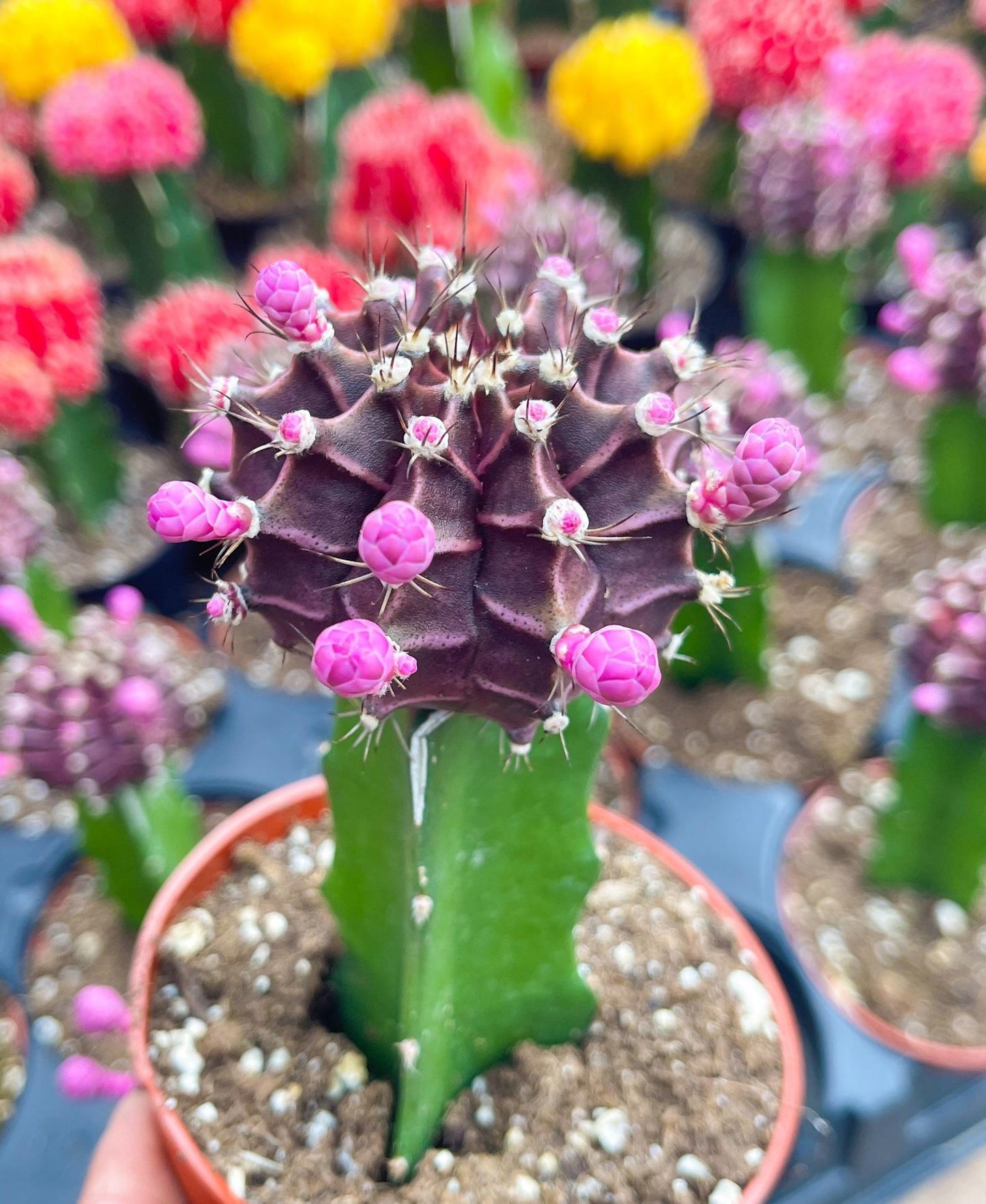 4” Moon Cactus