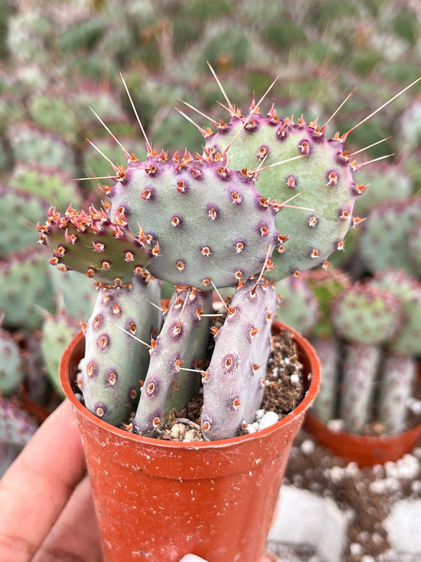 2.5" Set of 3 Opuntia “baby rita” | prickly pear cactus | Santa Rita Prickly Pear Cactus