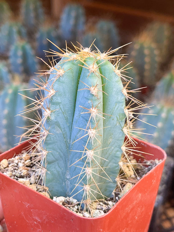 2" Blue Torch | Pilosocereus Azureus