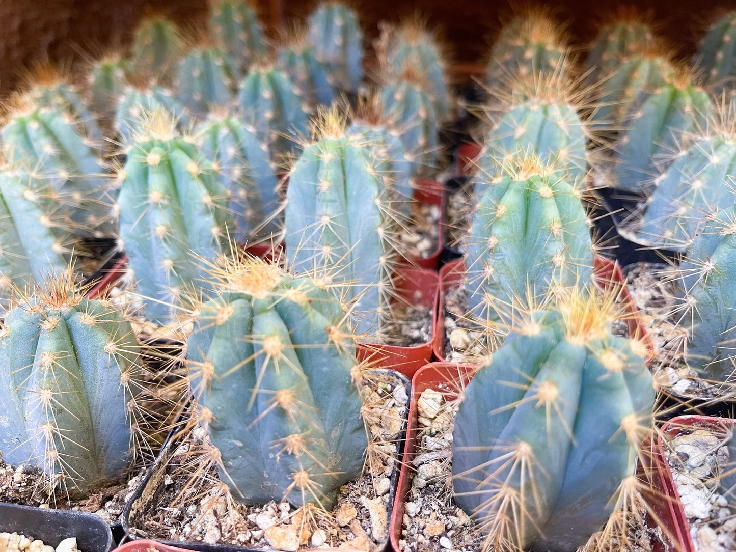 2" Blue Torch | Pilosocereus Azureus