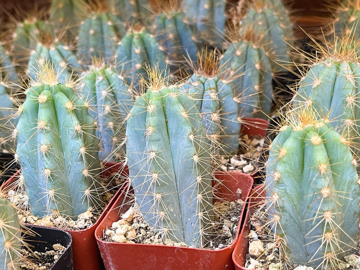 2" Blue Torch | Pilosocereus Azureus