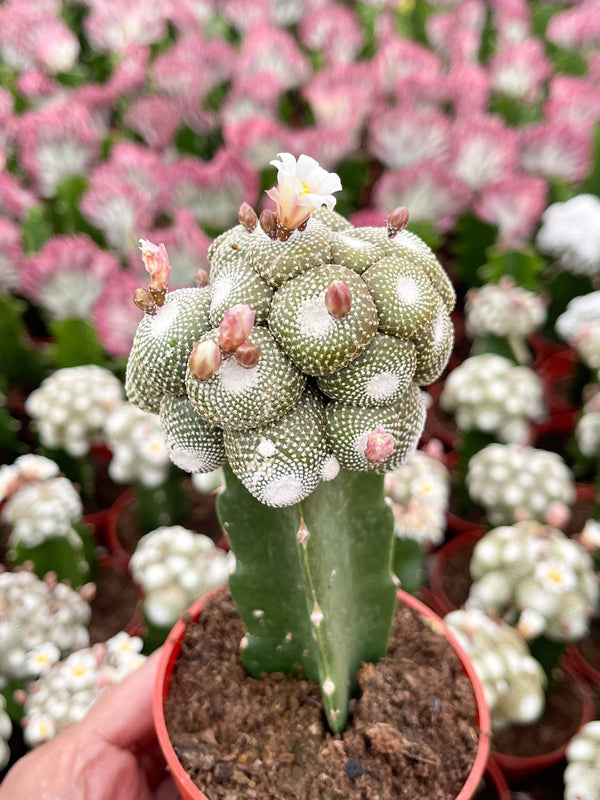 5" Blossfeldia liliputan cactus | Rare Cactus