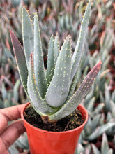Load image into Gallery viewer, 3.25” Aloe Dichotoma | Live Succulent
