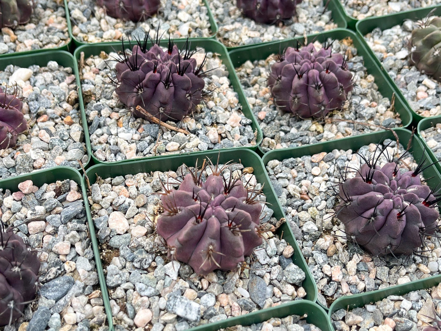 3.5" Neoporteria Jussieui | Purple Cactus