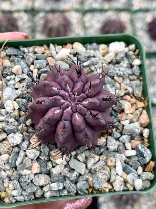 3.5" Neoporteria Jussieui | Purple Cactus