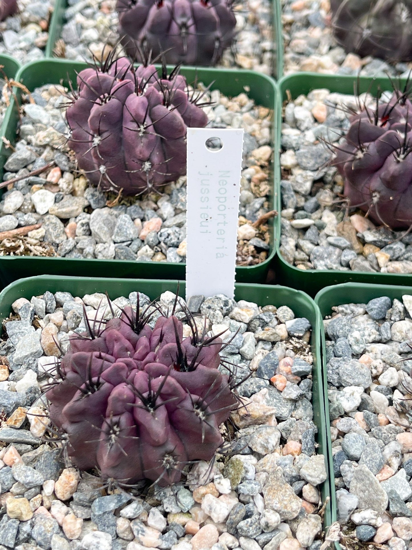 3.5" Neoporteria Jussieui | Purple Cactus