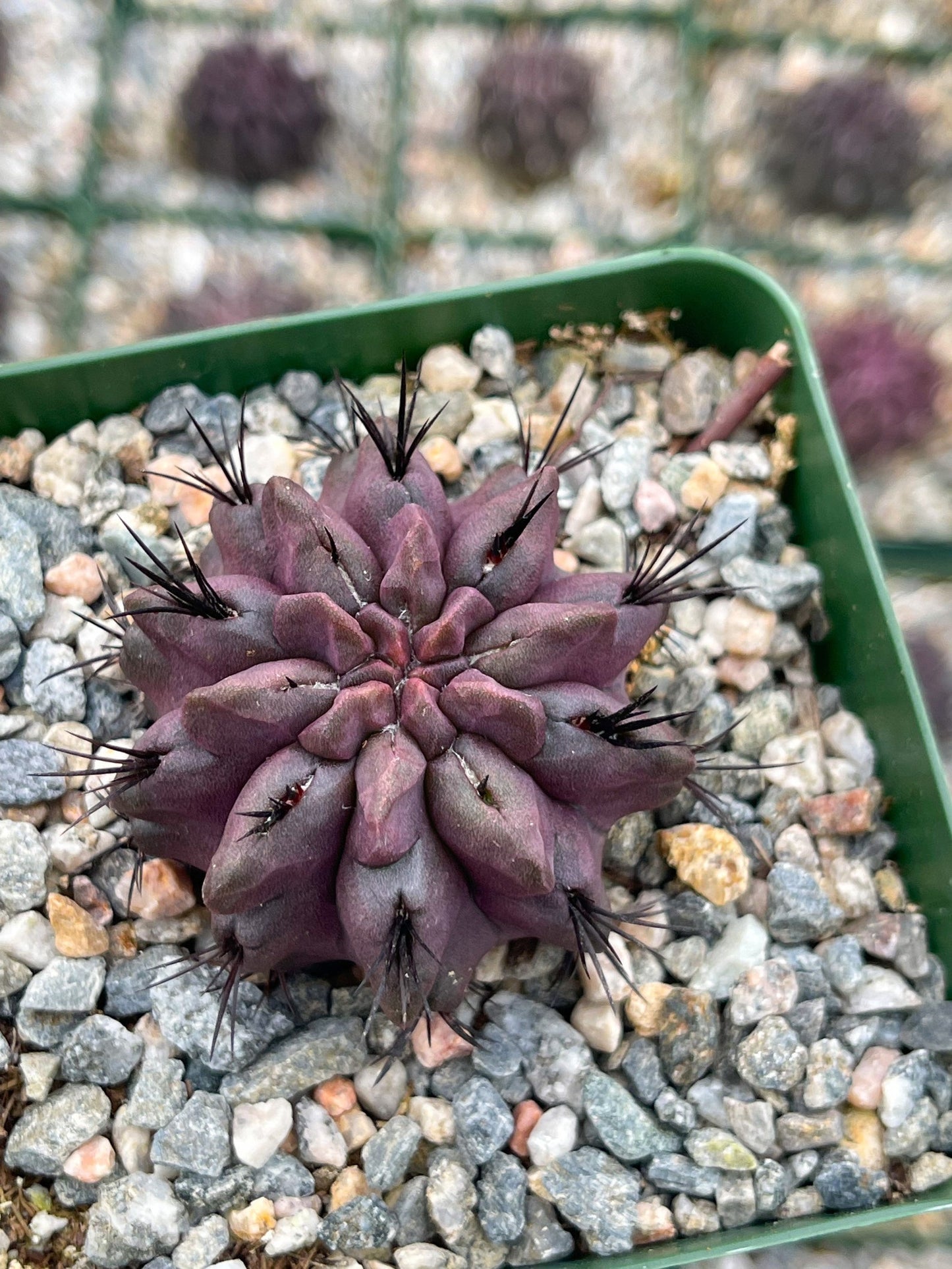 3.5" Neoporteria Jussieui | Purple Cactus