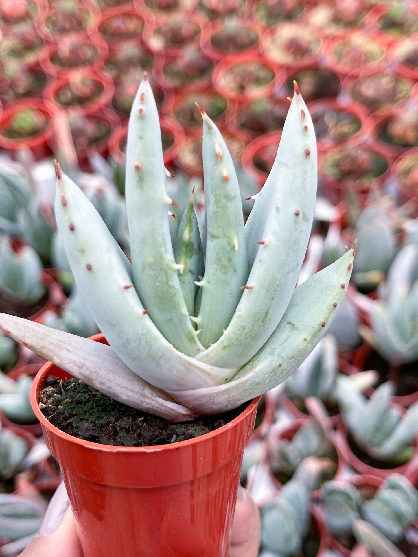 2" Aloe peglerae I Live Plant I Live Aloe