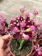 Load image into Gallery viewer, 3.25” pot Purple Moon Cactus | Graft Cactus
