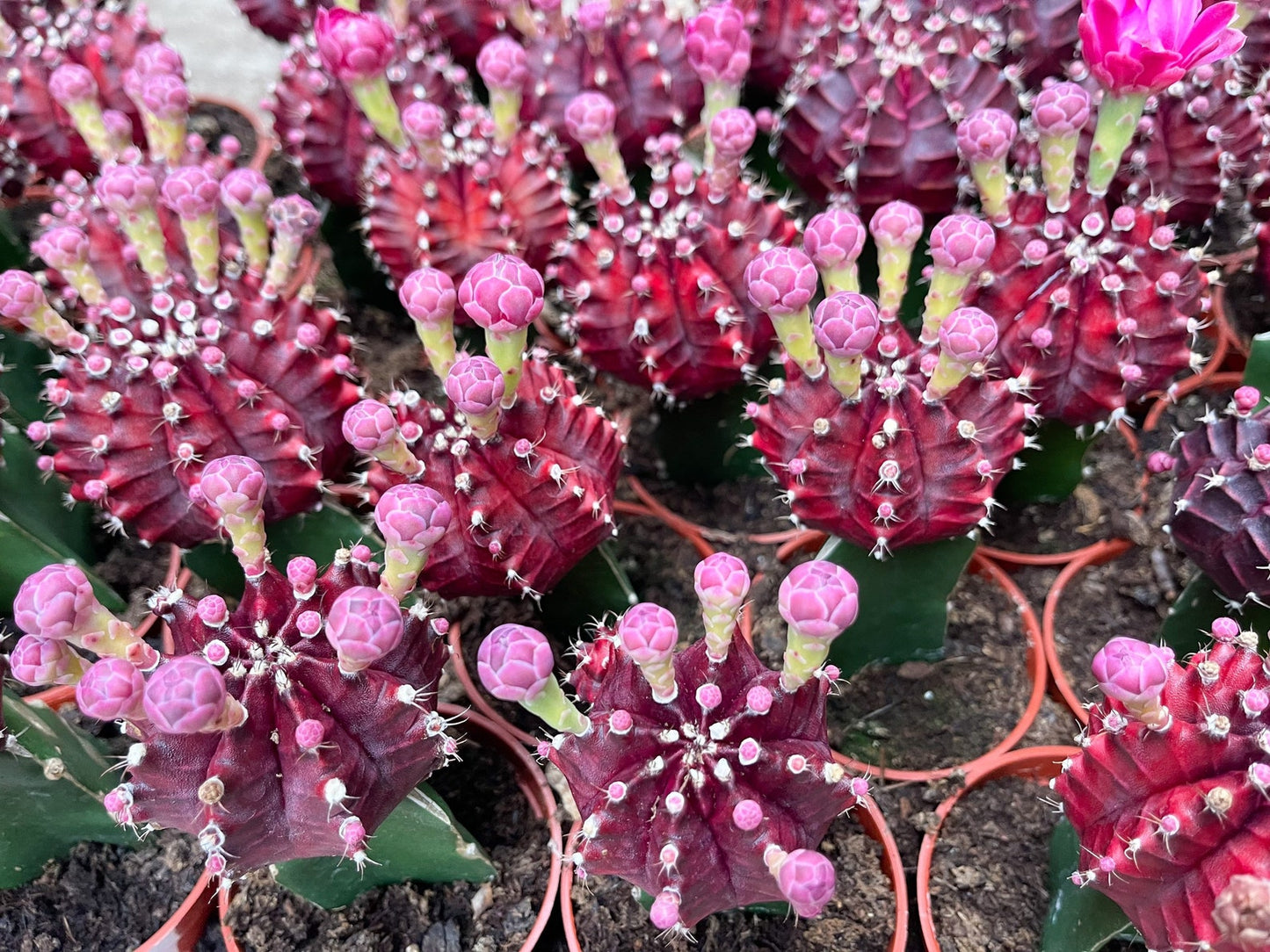 3.25” pot Purple Moon Cactus | Graft Cactus