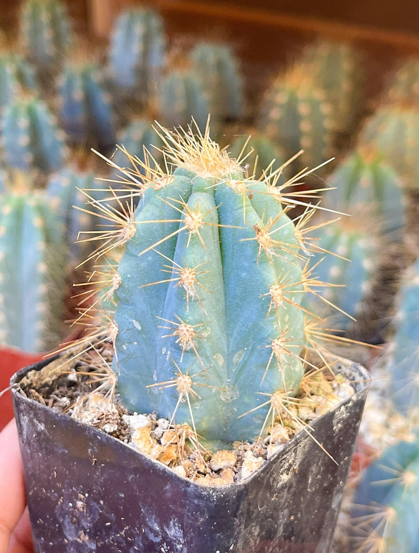 2" Blue Torch | Pilosocereus Azureus