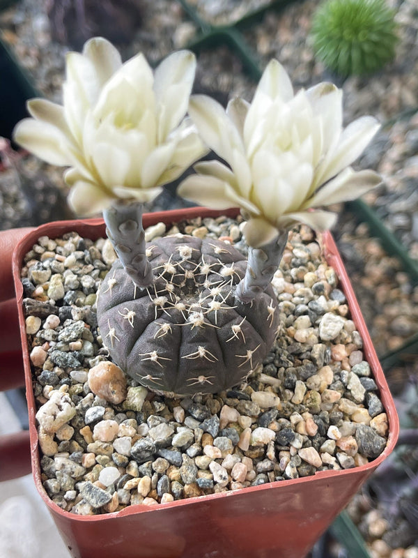 2.5” pot Gymnocalycium ragonesii Cactus