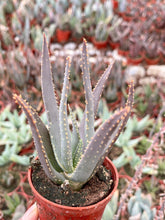 Load image into Gallery viewer, 3.25” Aloe Dichotoma | Live Succulent
