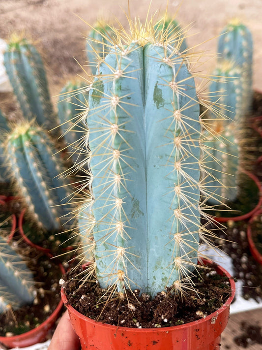 3.25” pot Blue Torch, Pilosocereus Azureus | Blue Cactus