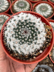 Hairy Mammillaria formosa Cactus