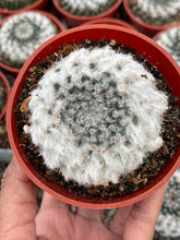 Load image into Gallery viewer, Hairy Mammillaria formosa Cactus
