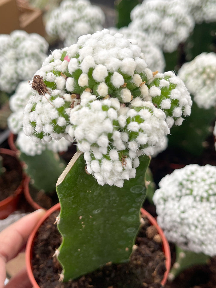 Beautiful houseplant in a decorative pot