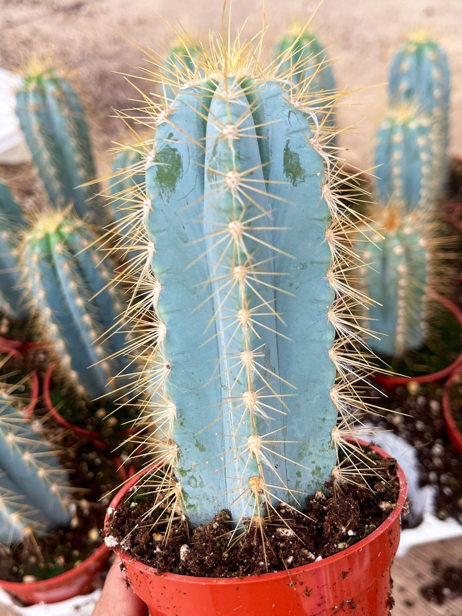 Blue Torch Cactus, Pilosocereus Azureus - Thumbnail 4
