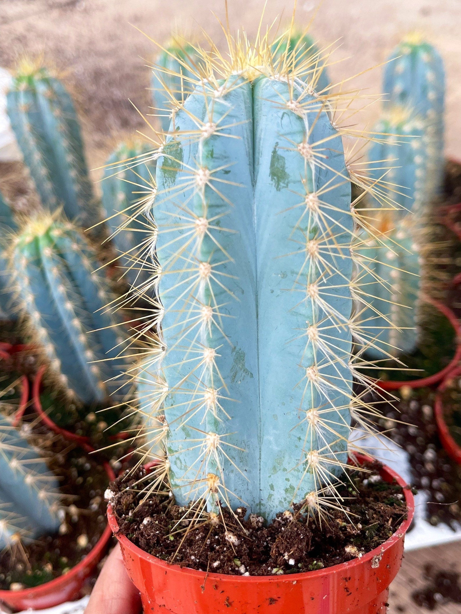 Blue Torch Cactus, Pilosocereus Azureus