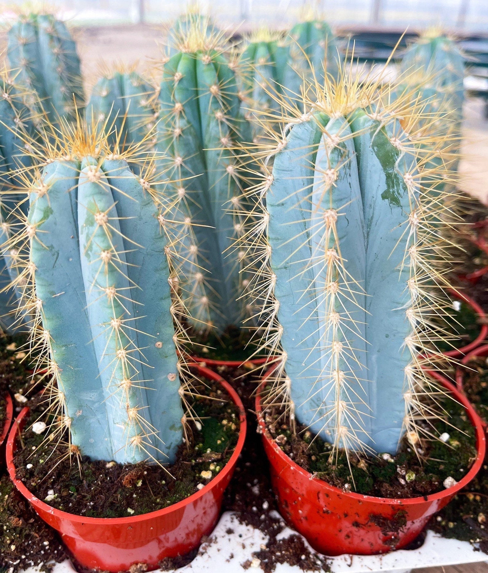 Blue Torch Cactus, Pilosocereus Azureus - Thumbnail 3