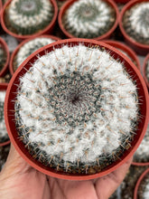 Load image into Gallery viewer, Hairy Mammillaria formosa Cactus
