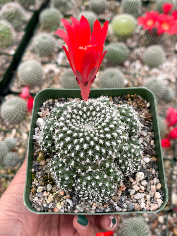 3.5” Rebutia Krainziana Cluster