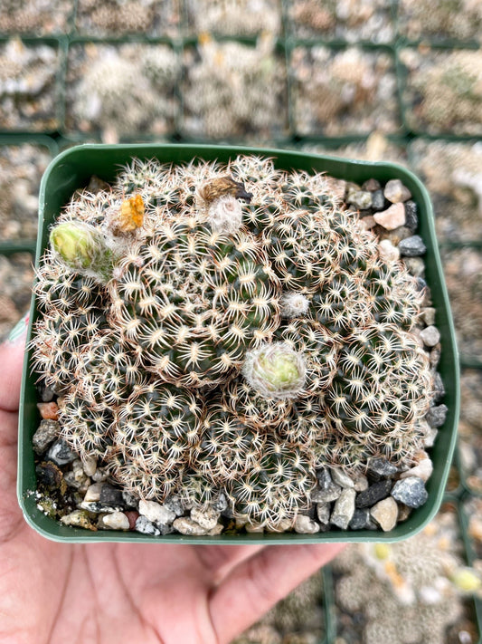 3.5”Rebutia Muscula Cluters | Snowball Cactus I Live Plant