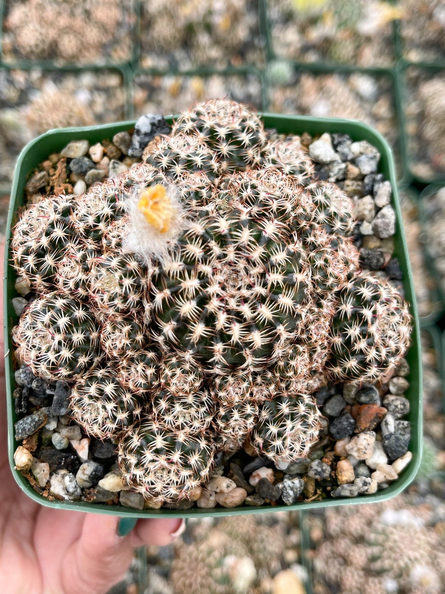 3.5”Rebutia Muscula Cluters | Snowball Cactus I Live Plant