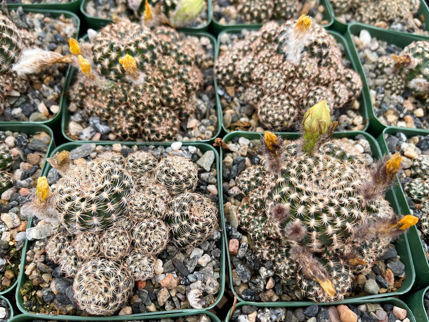 3.5”Rebutia Muscula Cluters | Snowball Cactus I Live Plant