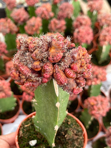 3.25” Echinopsis cv. Chocolate f. monstrose crested | Graft Cactus | Rare Cactus