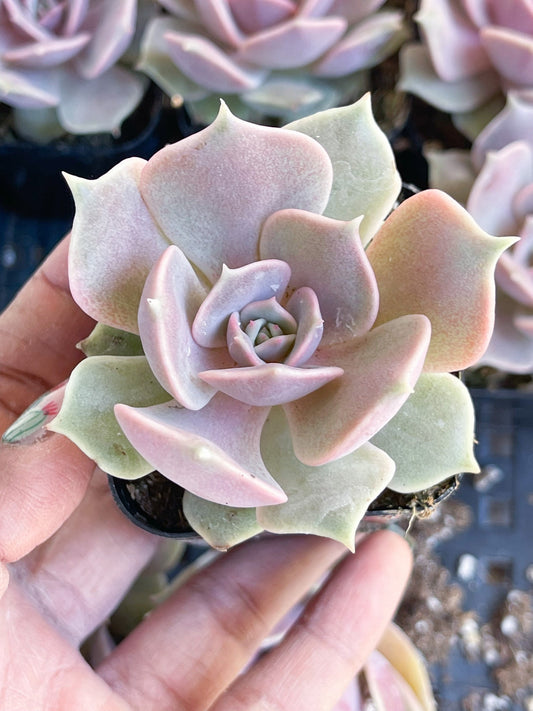 2” Pink Echeveria Lola | Echeveria succulent