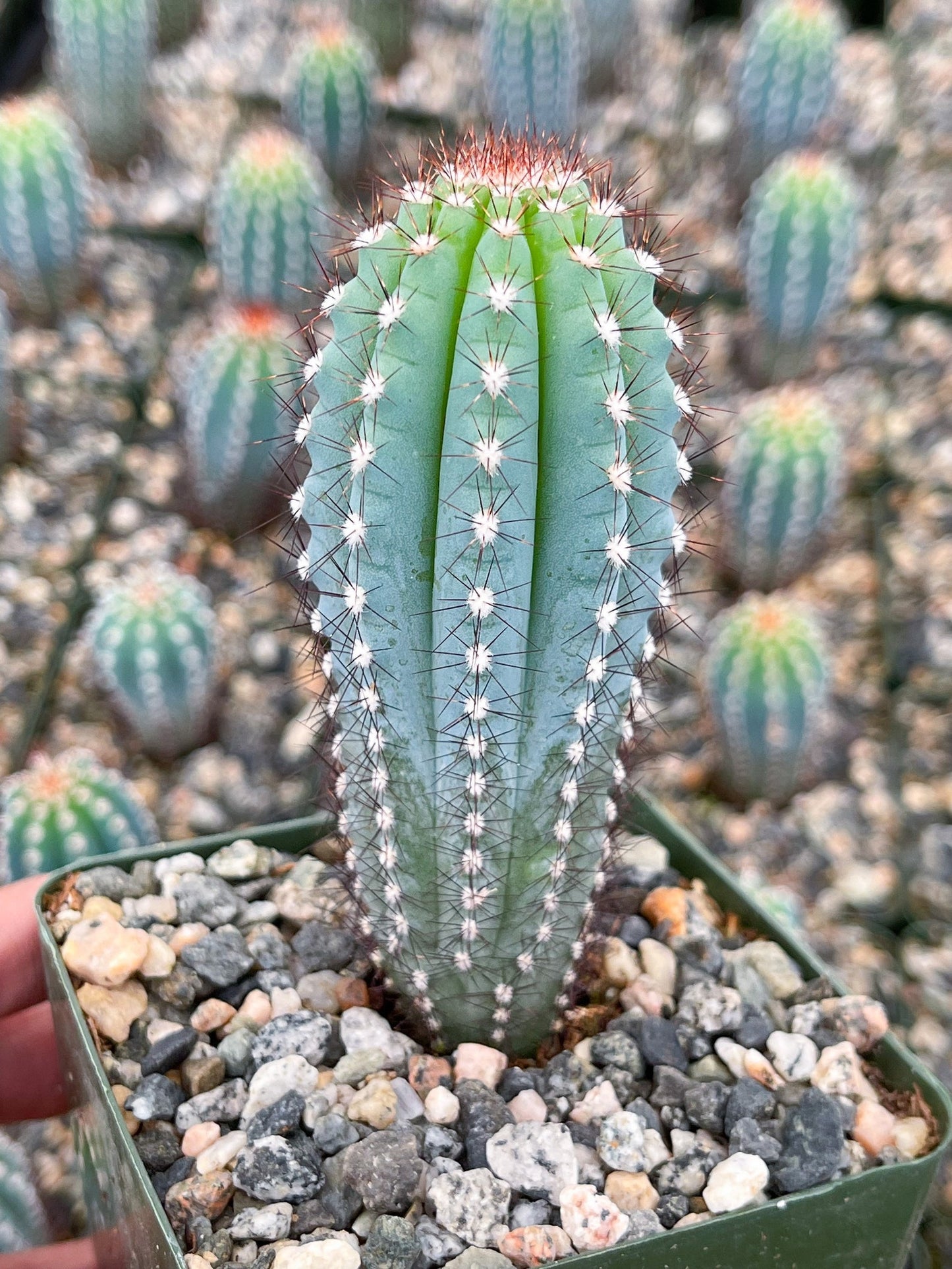 3.5” Cipocereus Bradei | Rare Cactus