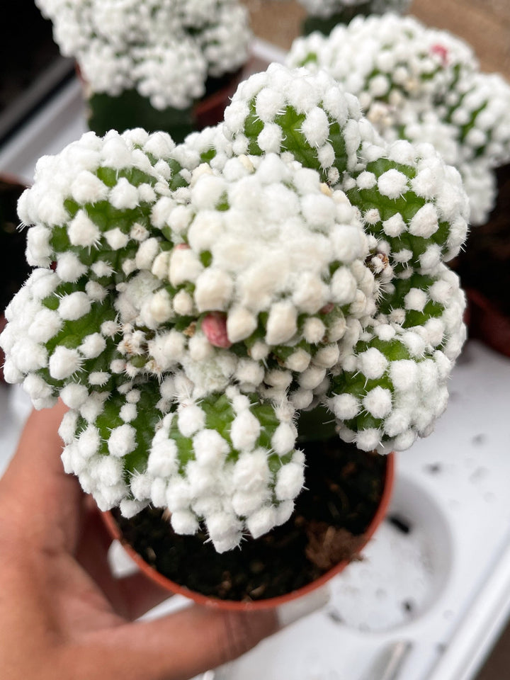 Rare succulent or tropical plant