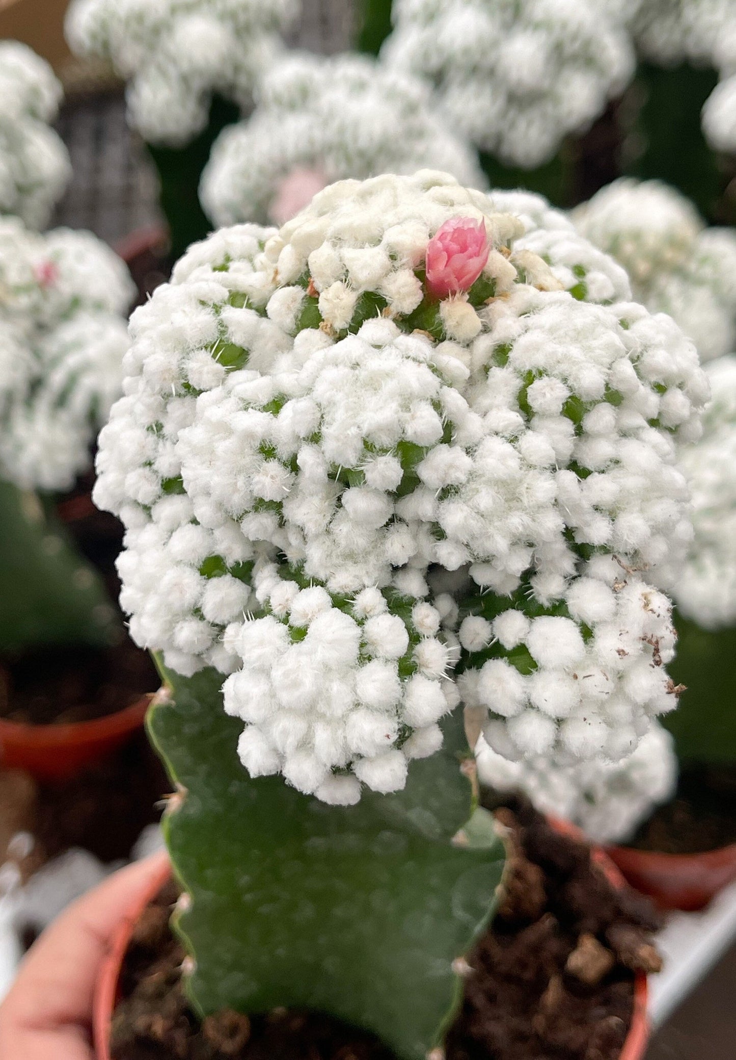 2.5" Graft Mammillaria Gracilis Cv. Caterpillar | Rare Cactus