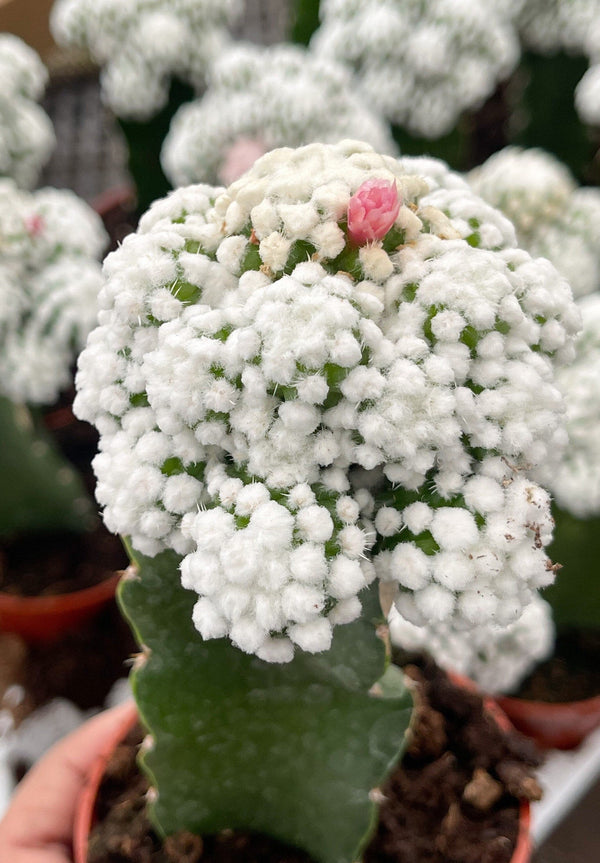 2.5" Graft Mammillaria Gracilis Cv. Caterpillar | Rare Cactus