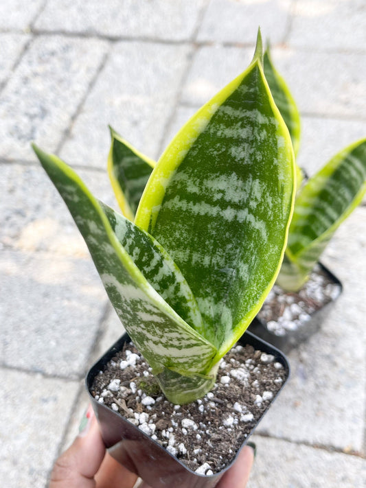 2.5" Sansevieria | Snake Plant I Live Plant