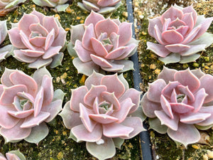 2” Pink Echeveria Lola | Echeveria succulent