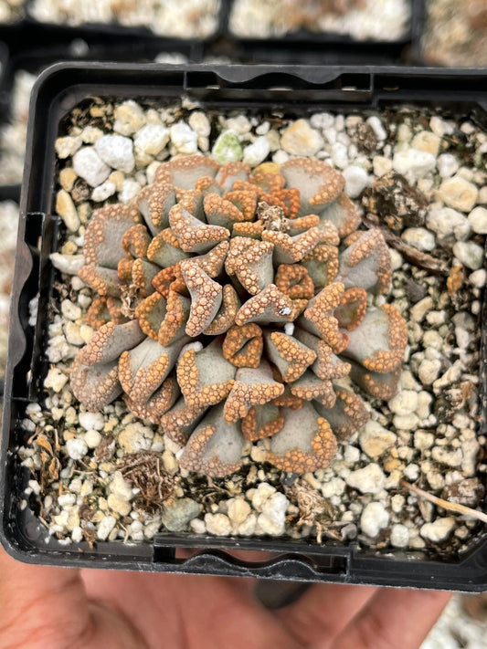 4” Titanopsis hugo schlechteri | Concrete Leaf Living Stone Succulent