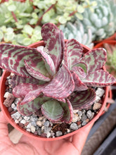 Load image into Gallery viewer, 4&quot; Kalanchoe Humilis
