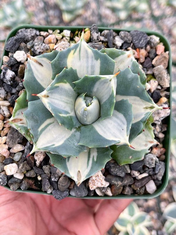 3.5” Agave Isthmensis Ohi Raigin | Rare Agave